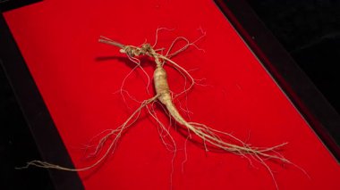 Ginseng kökleri Çin 'in kuzeydoğusunda, Changbaishan Dağı' nda, kırmızı ve siyah arka planlarda sergilenir. Yüksek kalite 4k görüntü