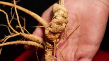 Ginseng kökleri Çin 'in kuzeydoğusunda, Changbaishan Dağı' nda, kırmızı ve siyah arka planlarda sergilenir. Yüksek kalite 4k görüntü