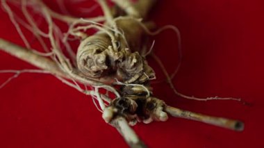 Ginseng kökleri Çin 'in kuzeydoğusunda, Changbaishan Dağı' nda, kırmızı ve siyah arka planlarda sergilenir. Yüksek kalite 4k görüntü