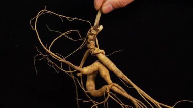 Ginseng kökleri Çin 'in kuzeydoğusunda, Changbaishan Dağı' nda, kırmızı ve siyah arka planlarda sergilenir. Yüksek kalite 4k görüntü