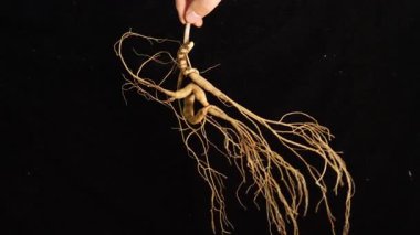 Ginseng kökleri Çin 'in kuzeydoğusunda, Changbaishan Dağı' nda, kırmızı ve siyah arka planlarda sergilenir. Yüksek kalite 4k görüntü