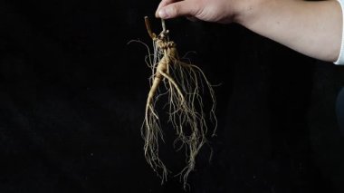 Ginseng kökleri Çin 'in kuzeydoğusunda, Changbaishan Dağı' nda, kırmızı ve siyah arka planlarda sergilenir. Yüksek kalite 4k görüntü