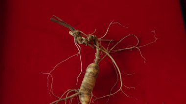 Ginseng kökleri Çin 'in kuzeydoğusunda, Changbaishan Dağı' nda, kırmızı ve siyah arka planlarda sergilenir. Yüksek kalite 4k görüntü