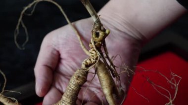 Ginseng kökleri Çin 'in kuzeydoğusunda, Changbaishan Dağı' nda, kırmızı ve siyah arka planlarda sergilenir. Yüksek kalite 4k görüntü