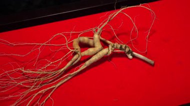 Ginseng kökleri Çin 'in kuzeydoğusunda, Changbaishan Dağı' nda, kırmızı ve siyah arka planlarda sergilenir. Yüksek kalite 4k görüntü