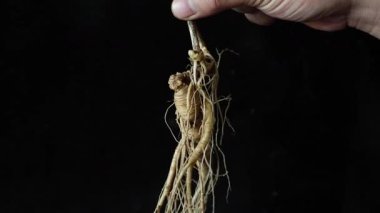 Ginseng kökleri Çin 'in kuzeydoğusunda, Changbaishan Dağı' nda, kırmızı ve siyah arka planlarda sergilenir. Yüksek kalite 4k görüntü