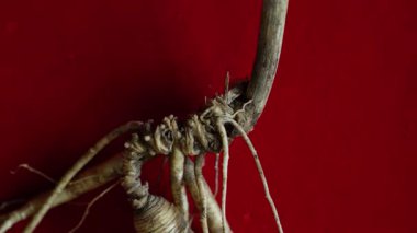 Ginseng kökleri Çin 'in kuzeydoğusunda, Changbaishan Dağı' nda, kırmızı ve siyah arka planlarda sergilenir. Yüksek kalite 4k görüntü