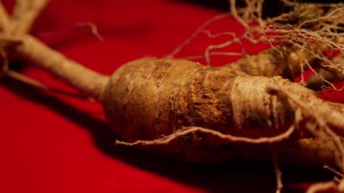 Ginseng kökleri Çin 'in kuzeydoğusunda, Changbaishan Dağı' nda, kırmızı ve siyah arka planlarda sergilenir. Yüksek kalite 4k görüntü