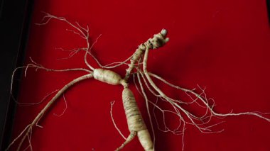 Ginseng kökleri Çin 'in kuzeydoğusunda, Changbaishan Dağı' nda, kırmızı ve siyah arka planlarda sergilenir. Yüksek kalite 4k görüntü