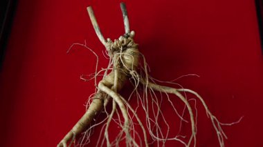 Ginseng kökleri Çin 'in kuzeydoğusunda, Changbaishan Dağı' nda, kırmızı ve siyah arka planlarda sergilenir. Yüksek kalite 4k görüntü