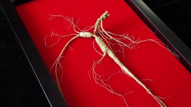 Ginseng kökleri Çin 'in kuzeydoğusunda, Changbaishan Dağı' nda, kırmızı ve siyah arka planlarda sergilenir. Yüksek kalite 4k görüntü