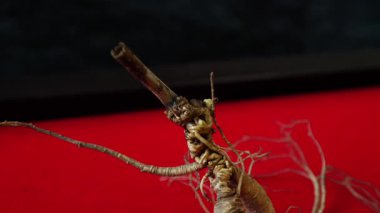 Ginseng kökleri Çin 'in kuzeydoğusunda, Changbaishan Dağı' nda, kırmızı ve siyah arka planlarda sergilenir. Yüksek kalite 4k görüntü