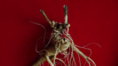 Ginseng kökleri Çin 'in kuzeydoğusunda, Changbaishan Dağı' nda, kırmızı ve siyah arka planlarda sergilenir. Yüksek kalite 4k görüntü