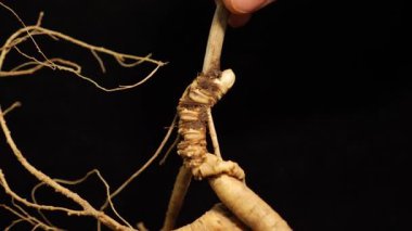 Ginseng kökleri Çin 'in kuzeydoğusunda, Changbaishan Dağı' nda, kırmızı ve siyah arka planlarda sergilenir. Yüksek kalite 4k görüntü