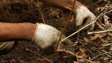 Çin 'in kuzeydoğusundaki ormanda ginseng kazan çiftçilere yakın durun.