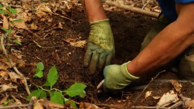 Çin 'in kuzeydoğusundaki ormanda ginseng kazan çiftçilere yakın durun.