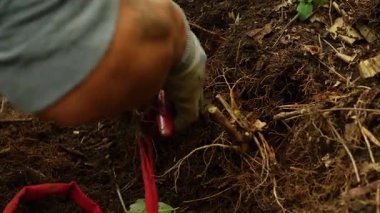 Çin 'in kuzeydoğusundaki ormanda ginseng kazan çiftçilere yakın durun.