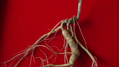 Ginseng kökleri Çin 'in kuzeydoğusunda, Changbaishan Dağı' nda, kırmızı ve siyah arka planlarda sergilenir. Yüksek kalite 4k görüntü