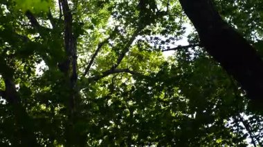 Changbai Dağı 'nın içindeki doğal manzara, kuzey doğu Çin' de ormanın içinde akarsu var.