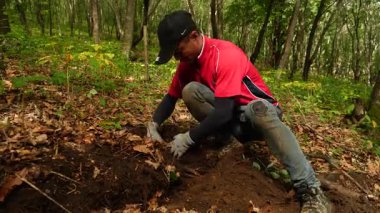 Çin 'in kuzeydoğusundaki ormanda ginseng kazan çiftçilere yakın durun.