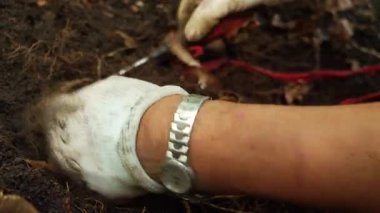 Çin 'in kuzeydoğusundaki ormanda ginseng kazan çiftçilere yakın durun.