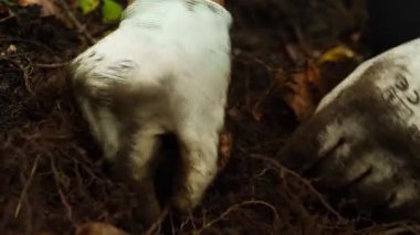 Çin 'in kuzeydoğusundaki ormanda ginseng kazan çiftçilere yakın durun.