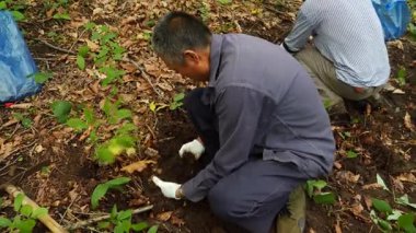 Çin 'in kuzeydoğusundaki ormanda ginseng kazan çiftçilere yakın durun.