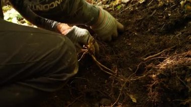 Çin 'in kuzeydoğusundaki ormanda ginseng kazan çiftçilere yakın durun.