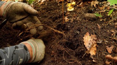 Çin 'in kuzeydoğusundaki ormanda ginseng kazan çiftçilere yakın durun.