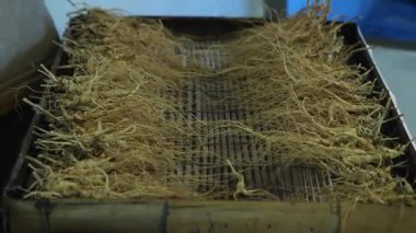 Kuzeydoğu Çinli çiftçiler ginseng işliyorlar. Yüksek kalite 4k görüntü