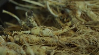 Kuzeydoğu Çinli çiftçiler ginseng işliyorlar. Yüksek kalite 4k görüntü