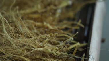 Kuzeydoğu Çinli çiftçiler ginseng işliyorlar. Yüksek kalite 4k görüntü