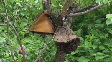 Arı yetiştiricisi kovanı ortadan kaldırır ve elinde bal peteğiyle bir çerçeve tutar..