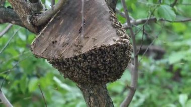 Arı yetiştiricisi kovanı ortadan kaldırır ve elinde bal peteğiyle bir çerçeve tutar..