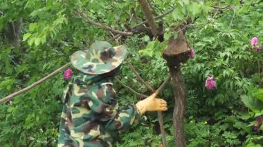 Arı yetiştiricisi kovanı ortadan kaldırır ve elinde bal peteğiyle bir çerçeve tutar..