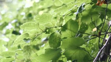 Changbai Dağı 'nın içindeki doğal manzara, kuzey doğu Çin' de ormanın içinde akarsu var.