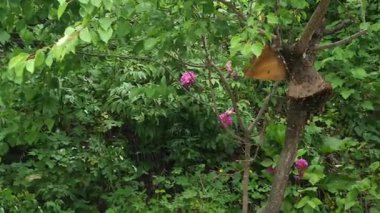 beekeeper takes out hive and holds in his hands a frame with honeycombs.