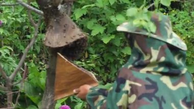 Arı yetiştiricisi kovanı ortadan kaldırır ve elinde bal peteğiyle bir çerçeve tutar..