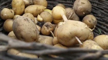 Tarlada patates hasat eden çiftçi. Yüksek kaliteli FullHD görüntüler