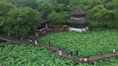 Xianghu Gölü Hangzhou Çin 'deki Nilüfer Göleti' nin havadan görünüşü. Yüksek kalite 4k görüntü
