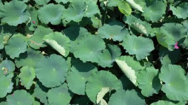 Batı Hangzhou Gölü 'ndeki nilüfer havuzu manzarası. Yüksek kalite 4k görüntü