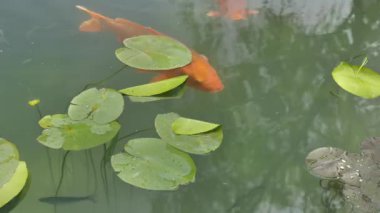 Nilüfer çiçekleriyle dolu sakin bir gölette yüzen büyük koi balığı. Yüksek kalite 4k görüntü