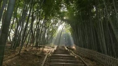 Hangzhou 'daki Batı Gölü yakınlarındaki tepelerde ormanların ve bambu koruluklarının doğal manzarasında bir yürüyüş. Yüksek kalite 4k görüntü