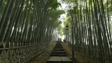 Hangzhou 'daki Batı Gölü yakınlarındaki tepelerde ormanların ve bambu koruluklarının doğal manzarasında bir yürüyüş. Yüksek kalite 4k görüntü
