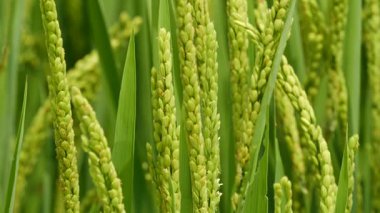 Kuzeydoğu Çin 'de olgunlaşmış tahıllı yeşil pirinç bitkisini yakından çek.