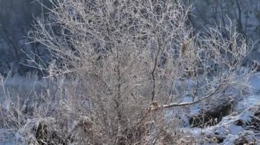Kuzeydoğu Çin 'de kış sisi sırasında buzda donmuş yabani bitkiler.