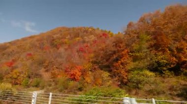 Kuzeydoğu Çin 'de sonbahar manzarası. Yüksek kaliteli FullHD görüntüler