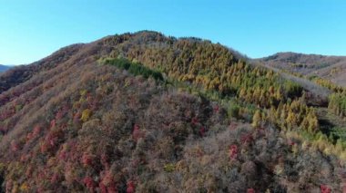 Kuzeydoğu Çin 'deki hava manzaralı sonbahar ormanı. Yüksek kalite 4k görüntü