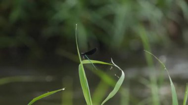 Baharda doğal manzara, kuzeydoğu Çin. Yüksek kalite 4k görüntü