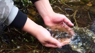 Kurbağa yumurtalarını tutarken yakın plan. Yüksek kaliteli FullHD görüntüler